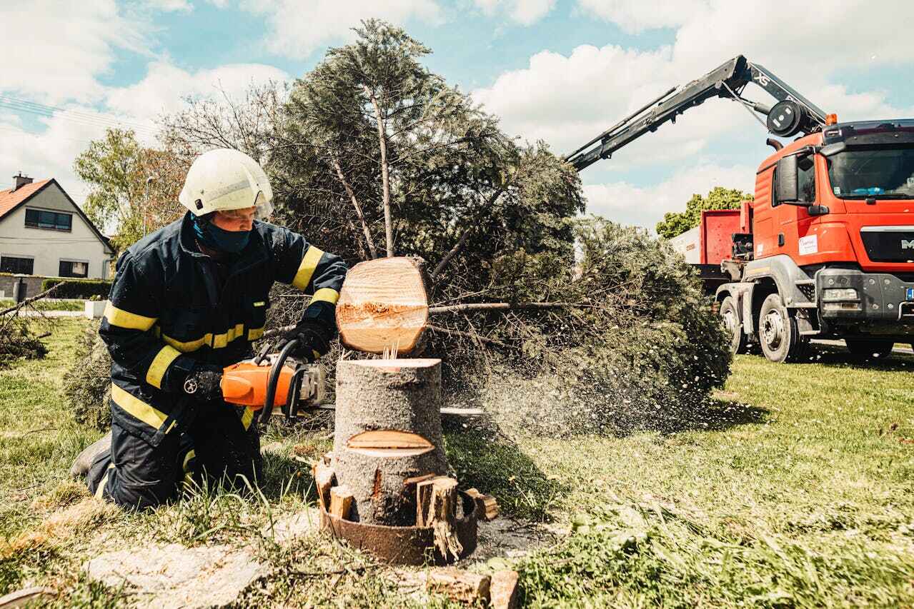 Trusted Soperton, GA Tree Service Experts